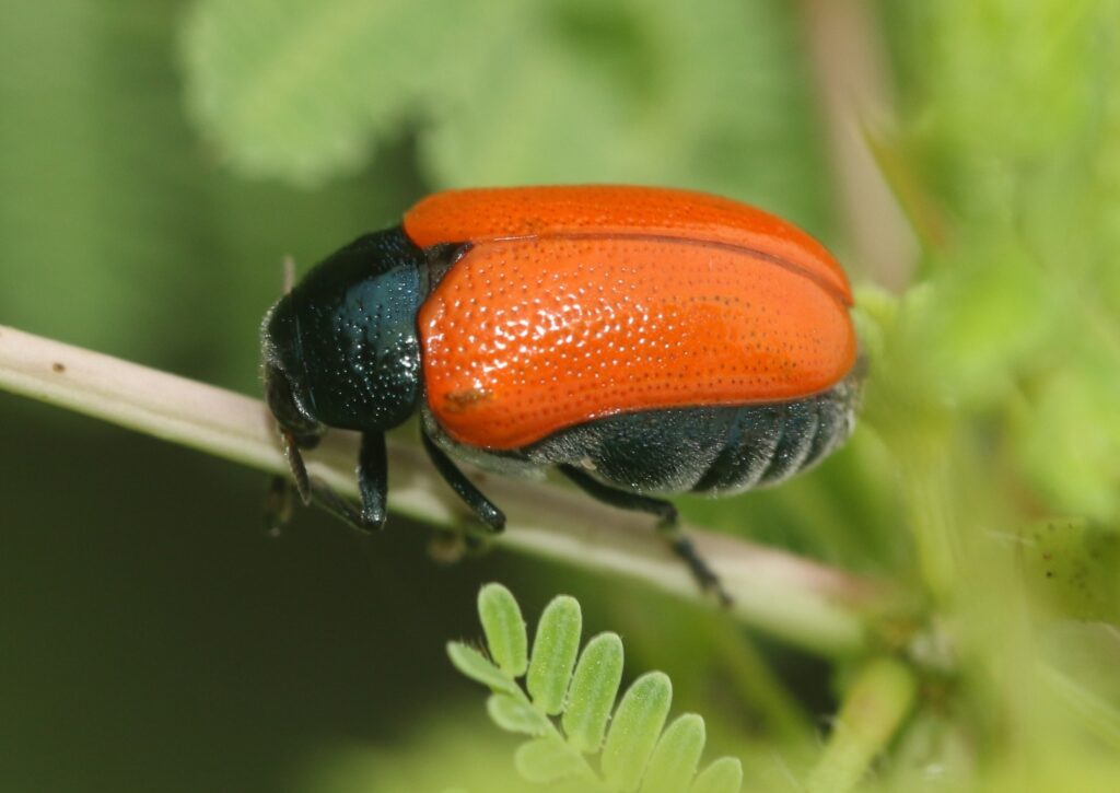 iNaturalist செயலியின் மூலம் புதிய பரிணாமம் படைத்துள்ள இலங்கையின் நாளைய உயிரியளாளர்கள்