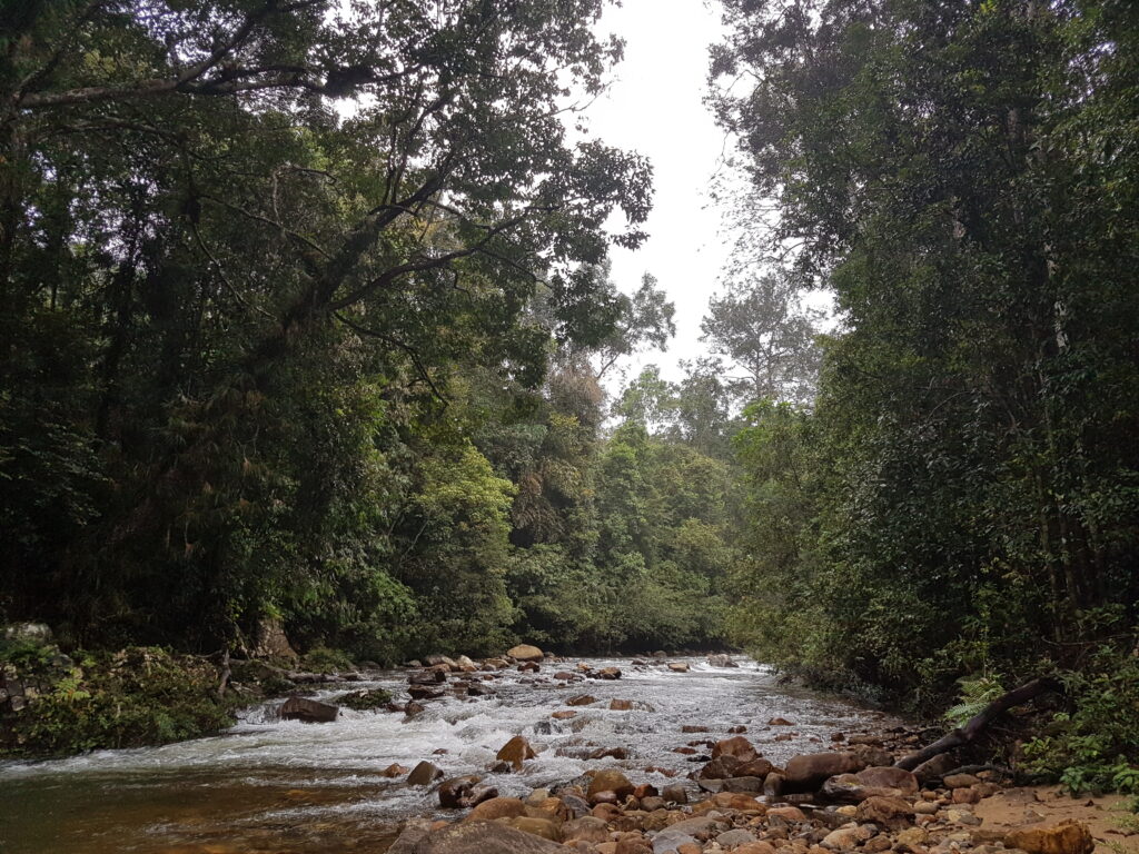 இலங்கையின் இயற்கை காடுகள்