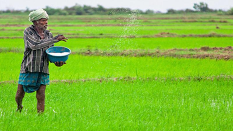 ரசாயன உரம், நாசினிகளுக்கு பாரிய தட்டுப்பாடு – திண்டாடும் விவசாயிகள்